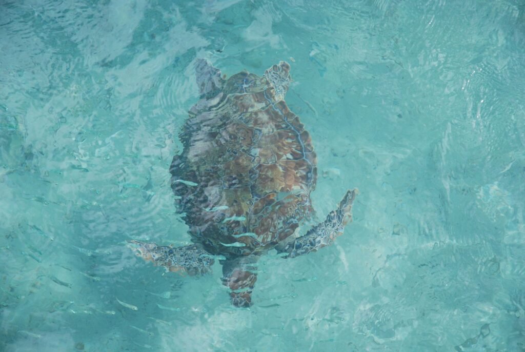Zeeschildpad onder water bij Curaçao