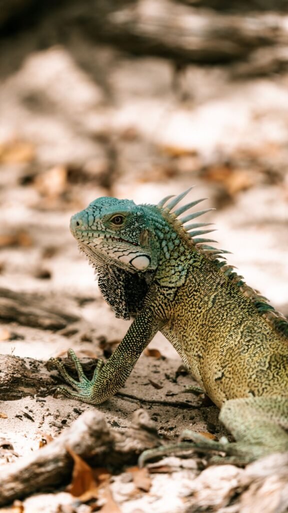 Leguaan op de grond op Curaçao