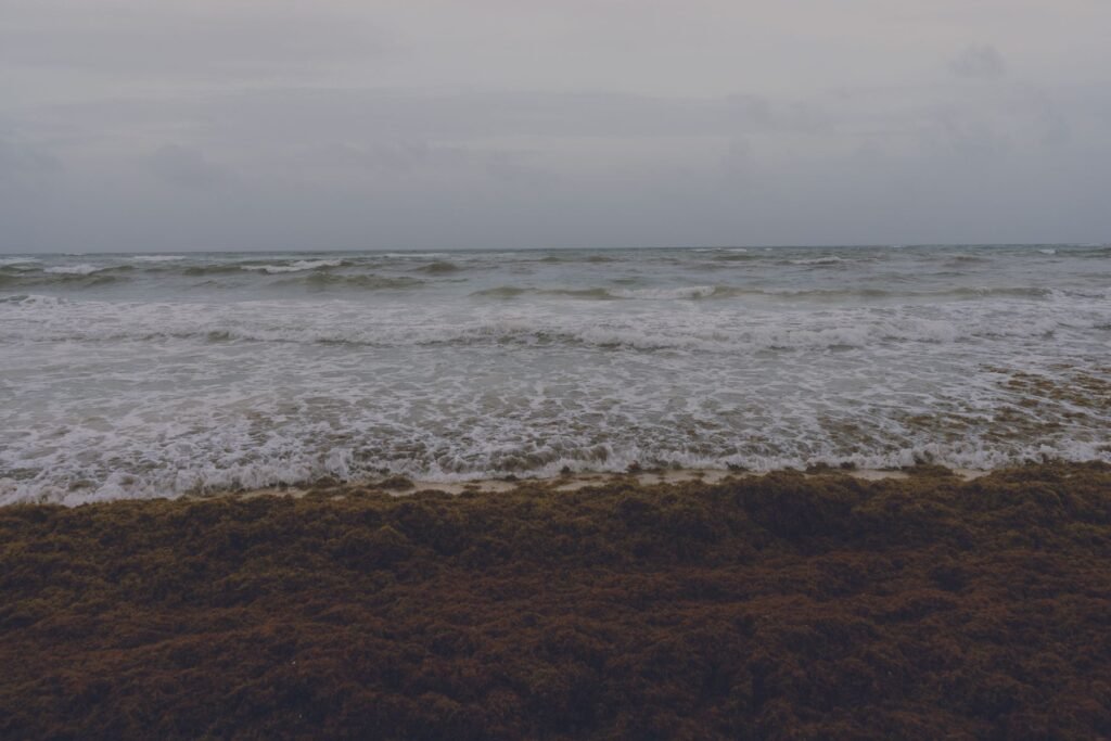 Zeewier op het strand onder een bewolkte lucht