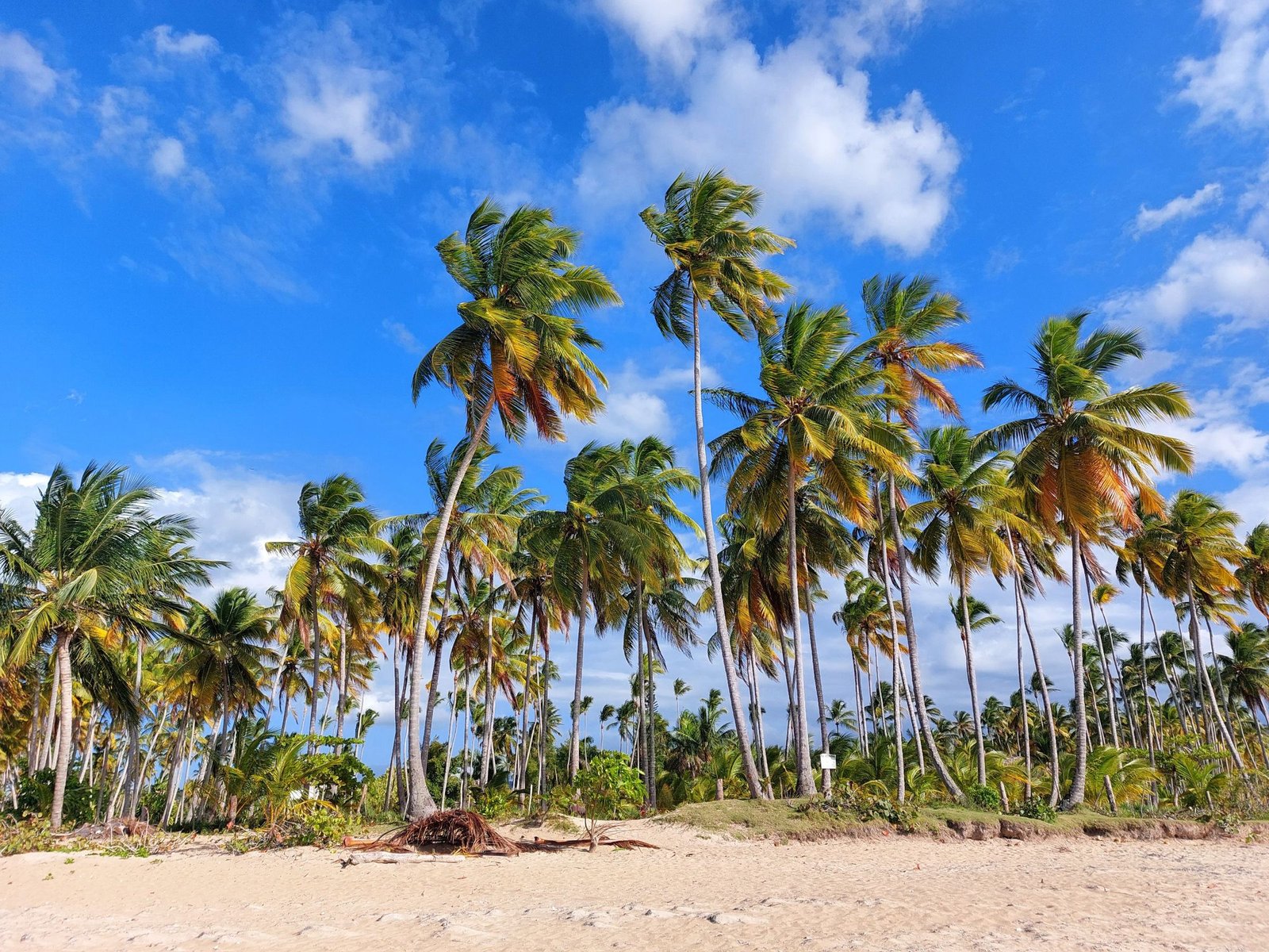 Palmenstrand bij Las Terrenas