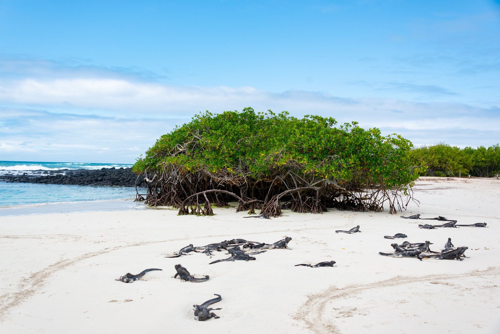 Zeeleguanen op een strand tussen de mangroven op de Galápagos