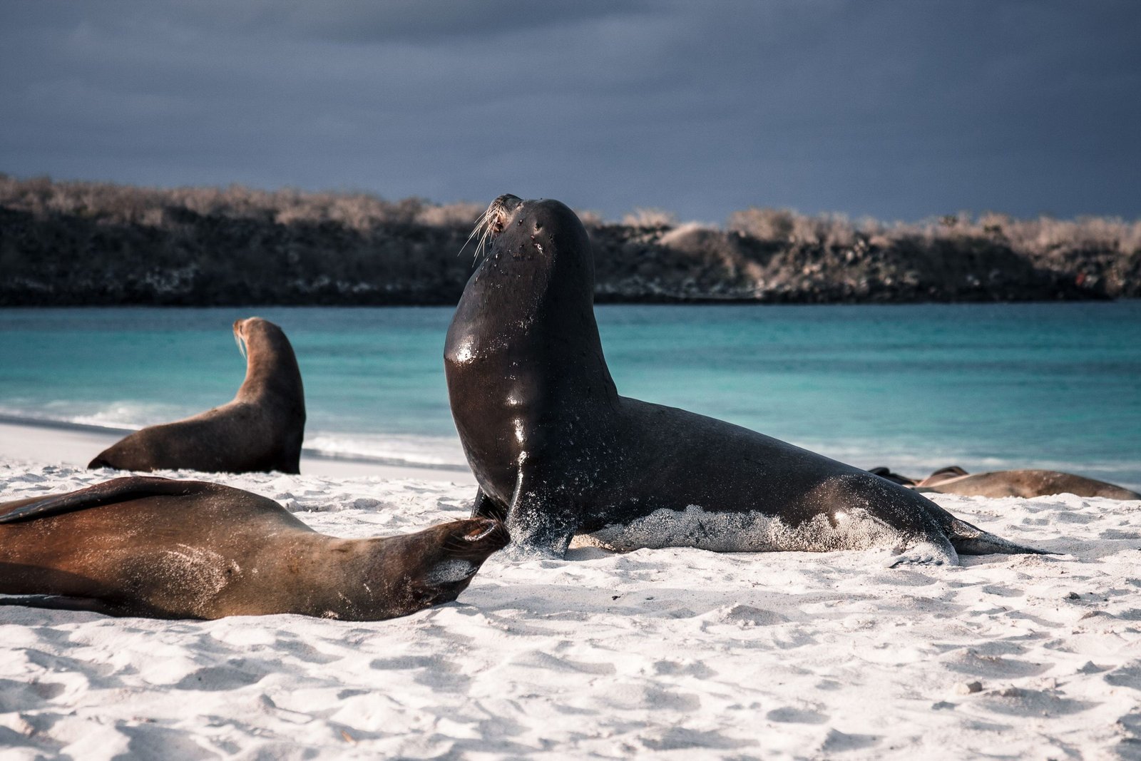 Zeeleeuwen op het witte strand van Española op de Galápagos
