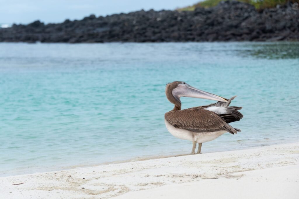 Bruine pelikaan op het strand met turquoise water op de Galápagos