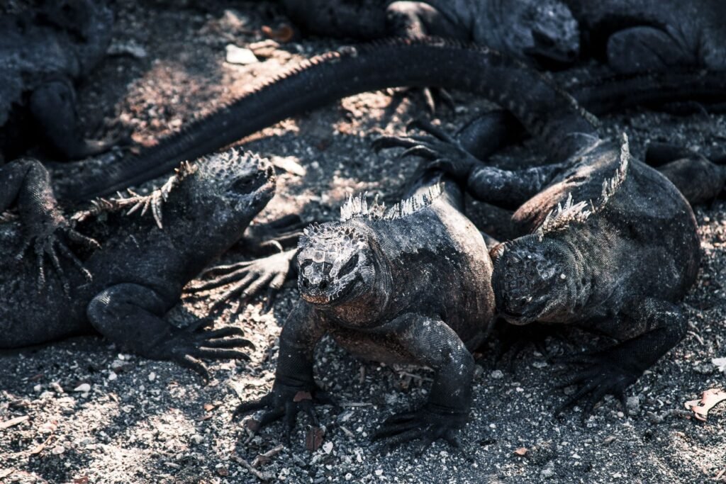 Zeeleguanen die opwarmen op het lavagesteente van de Galápagos