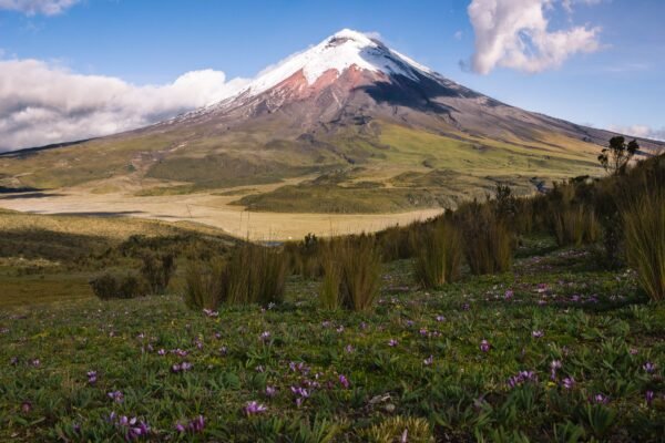 De besneeuwde Cotopaxi boven een groene hoogvlakte