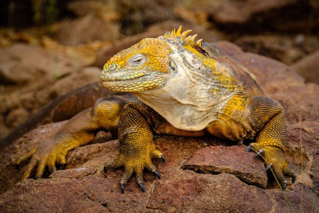 Gele landleguaan op een rots op de Galápagos
