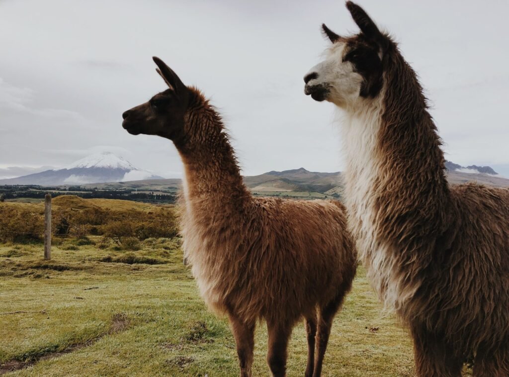 Twee lama's op de hoogvlakte van de Ecuadoraanse Andes
