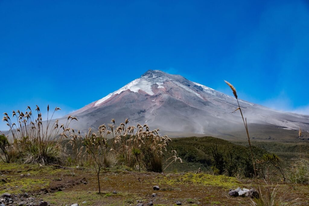 Vulkaan Cotopaxi met pampagras op de voorgrond