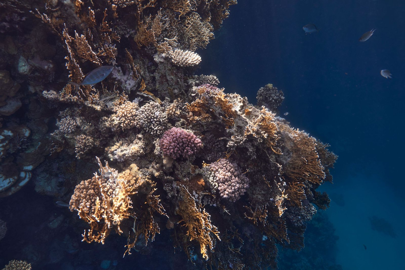 Koraal in de Rode Zee bij Marsa Alam