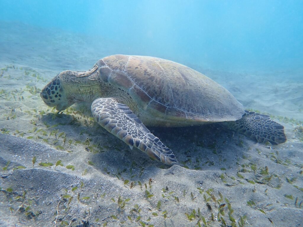 Zeeschildpad op de zeebodem in de Rode Zee
