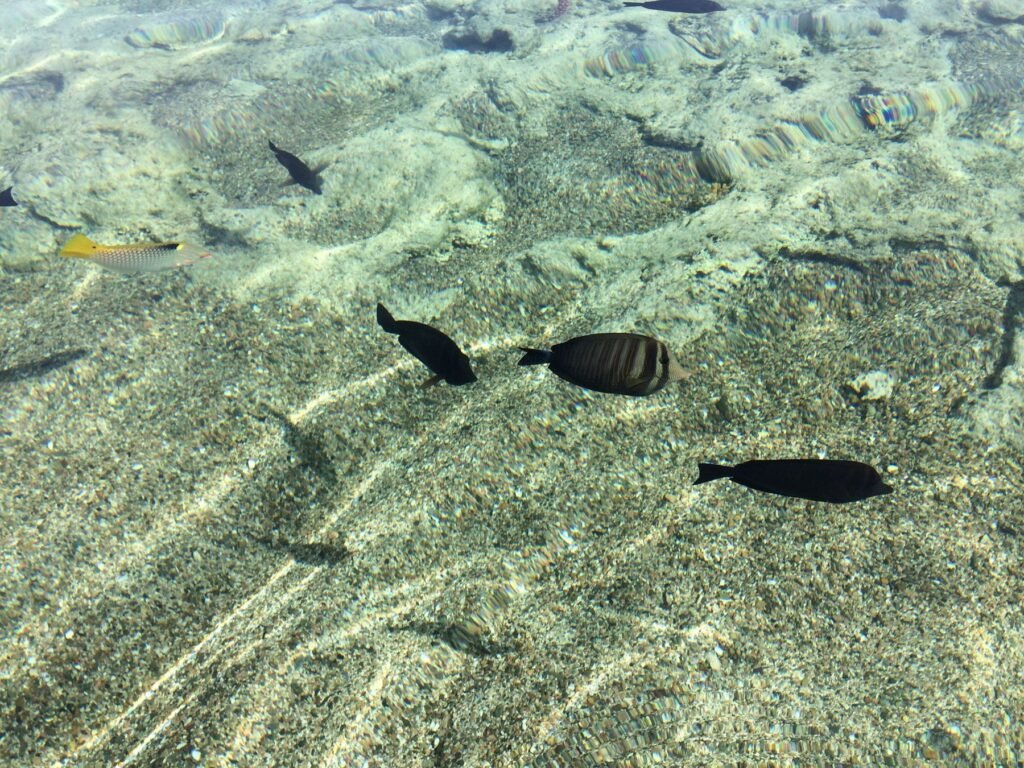 Vissen in ondiep water bij Marsa Alam