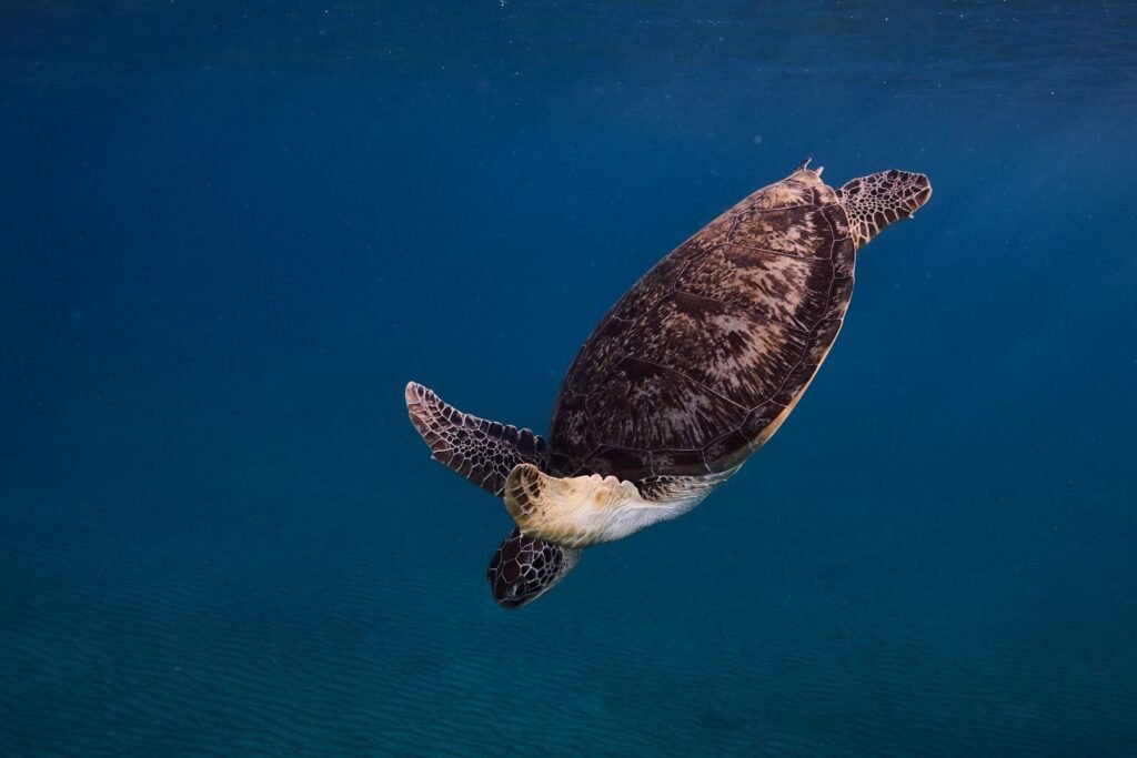 Zwemmende zeeschildpad in de Rode Zee