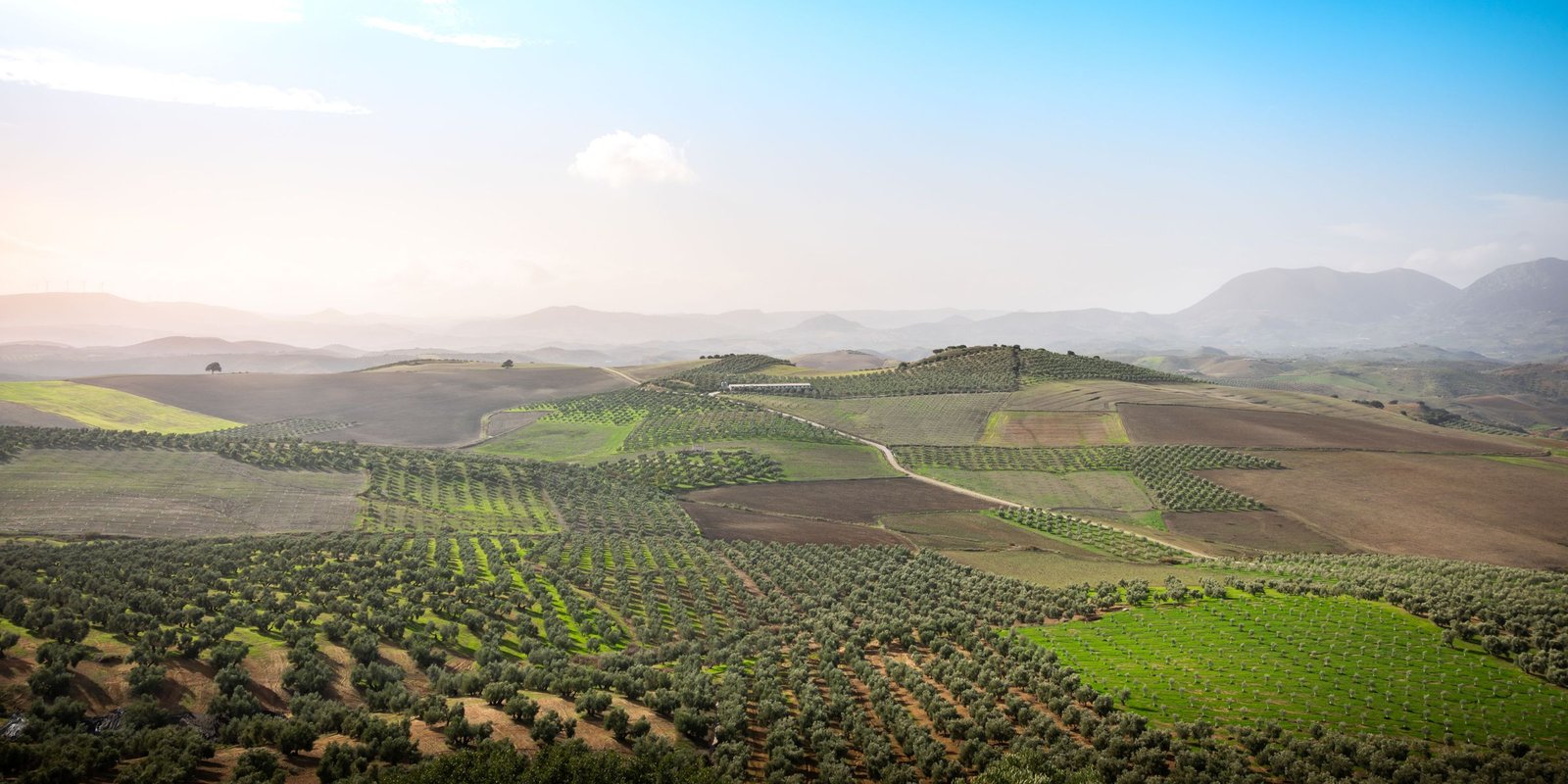 Olijfgaarden in Andalusië