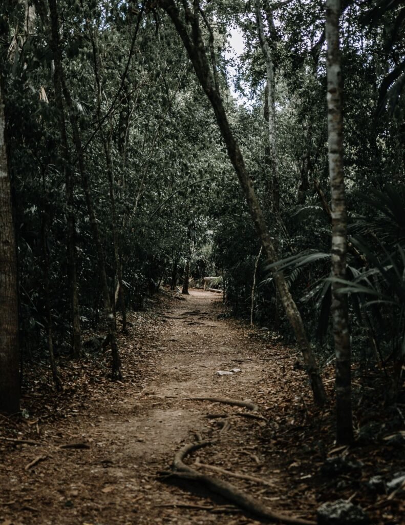 Junglepad in Tikal