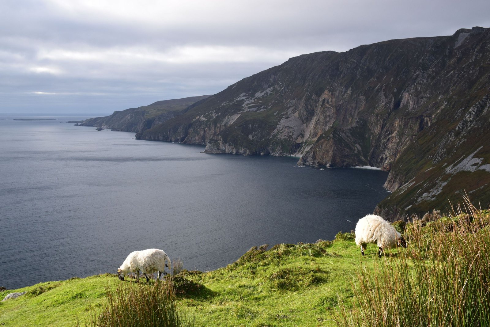 Schapen bij Slieve League