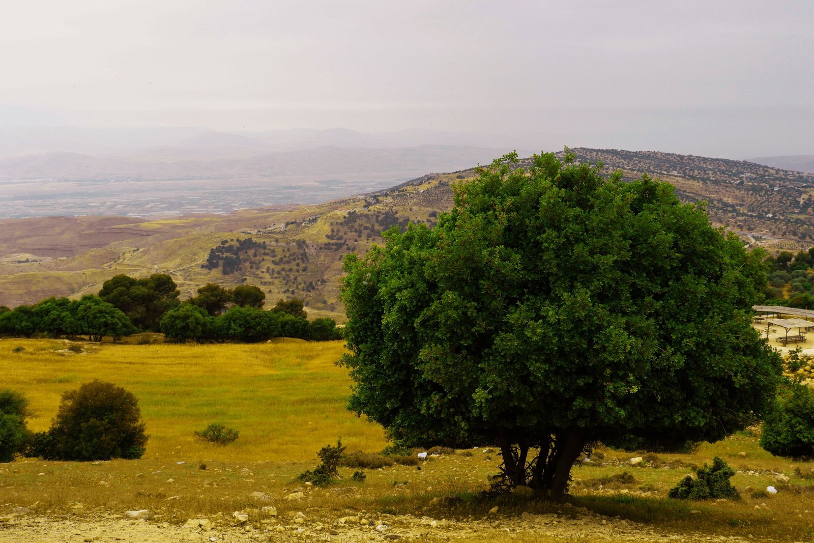 Groen landschap in Jordanië in het voorjaar