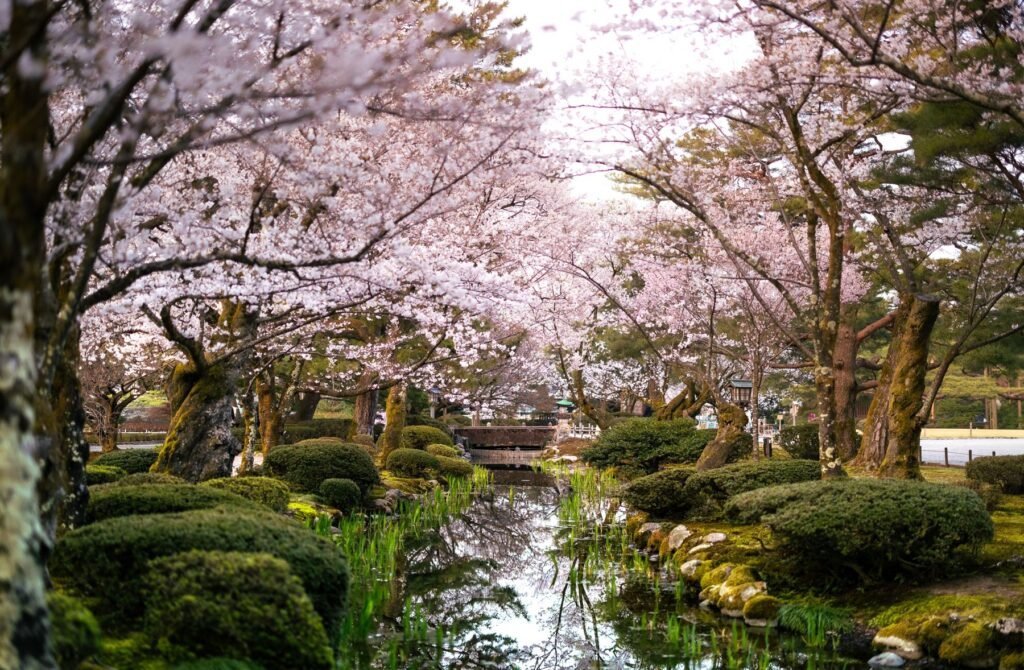 Kersenbloesem in Kenrokuen