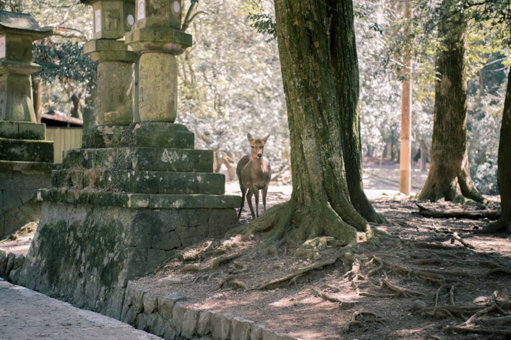 Een hert tussen stenen lantaarns in Nara