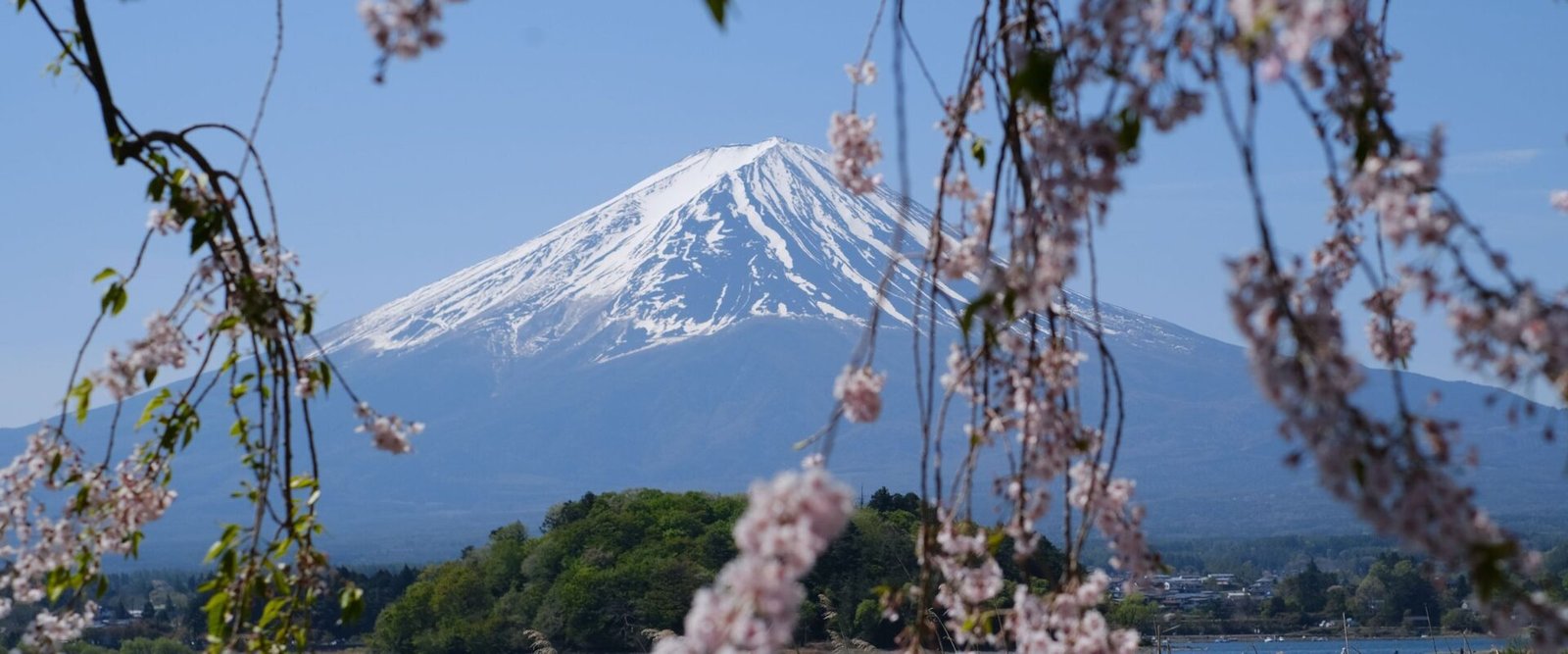 Mount Fuji achter kersenbloesem