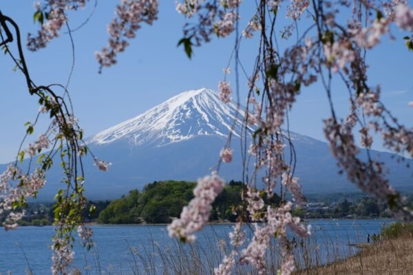 Mount Fuji achter kersenbloesem