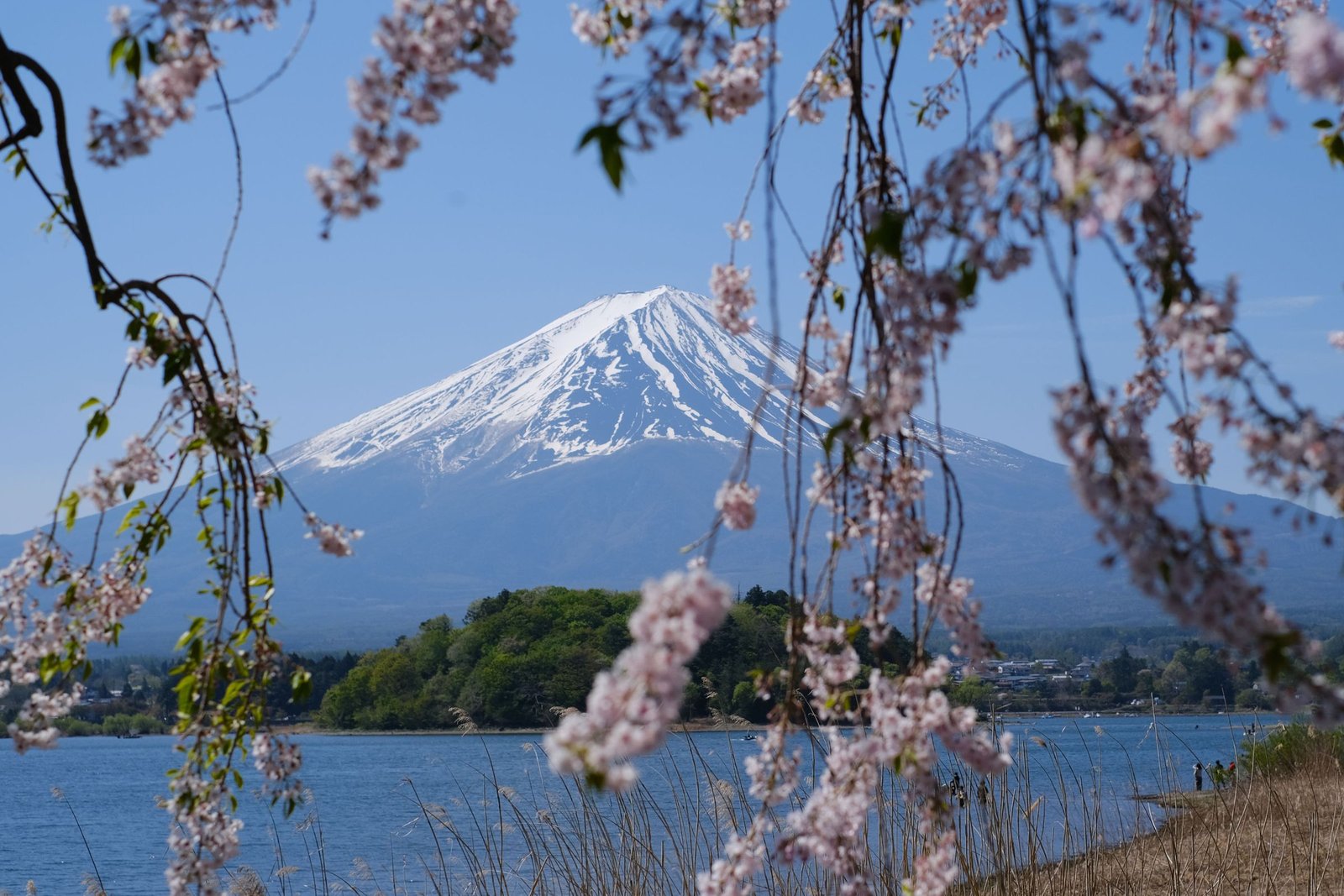 Beste reistijd voor Japan: per seizoen, per regio en per maand