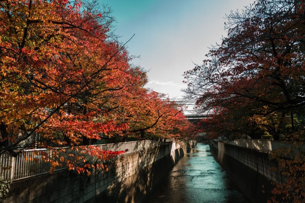 Herfstbladeren boven een gracht in Tokio