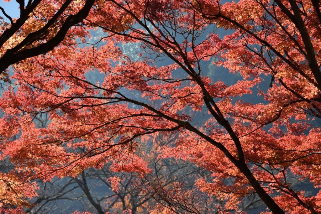 Rode esdoornbladeren in een park in Japan