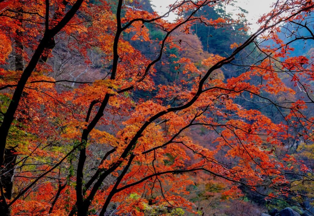 Herfstkleuren in de prefectuur Yamanashi