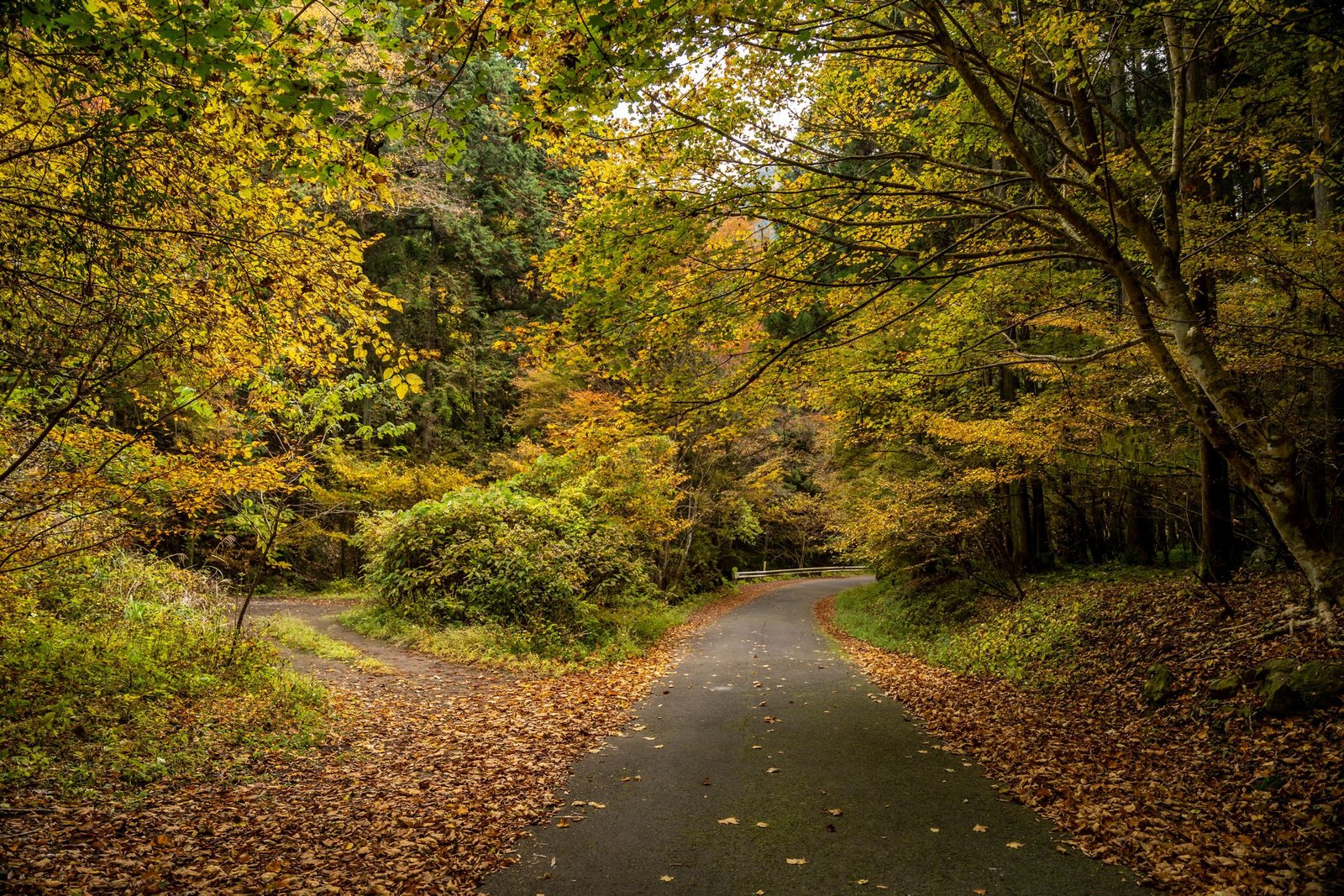 Bospad met herfstbladeren in Tokio