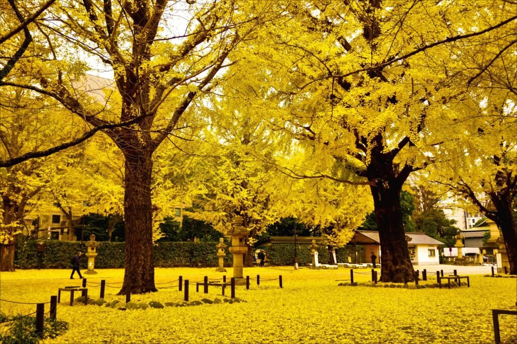 Gele ginkgobomen in een park in Tokio