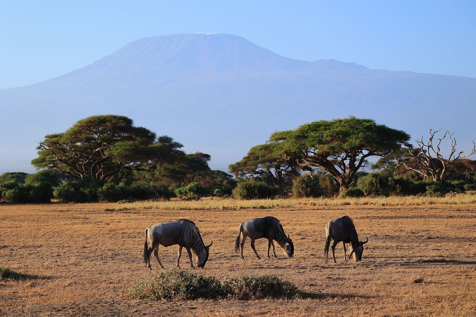 Gnoes met de Kilimanjaro op de achtergrond
