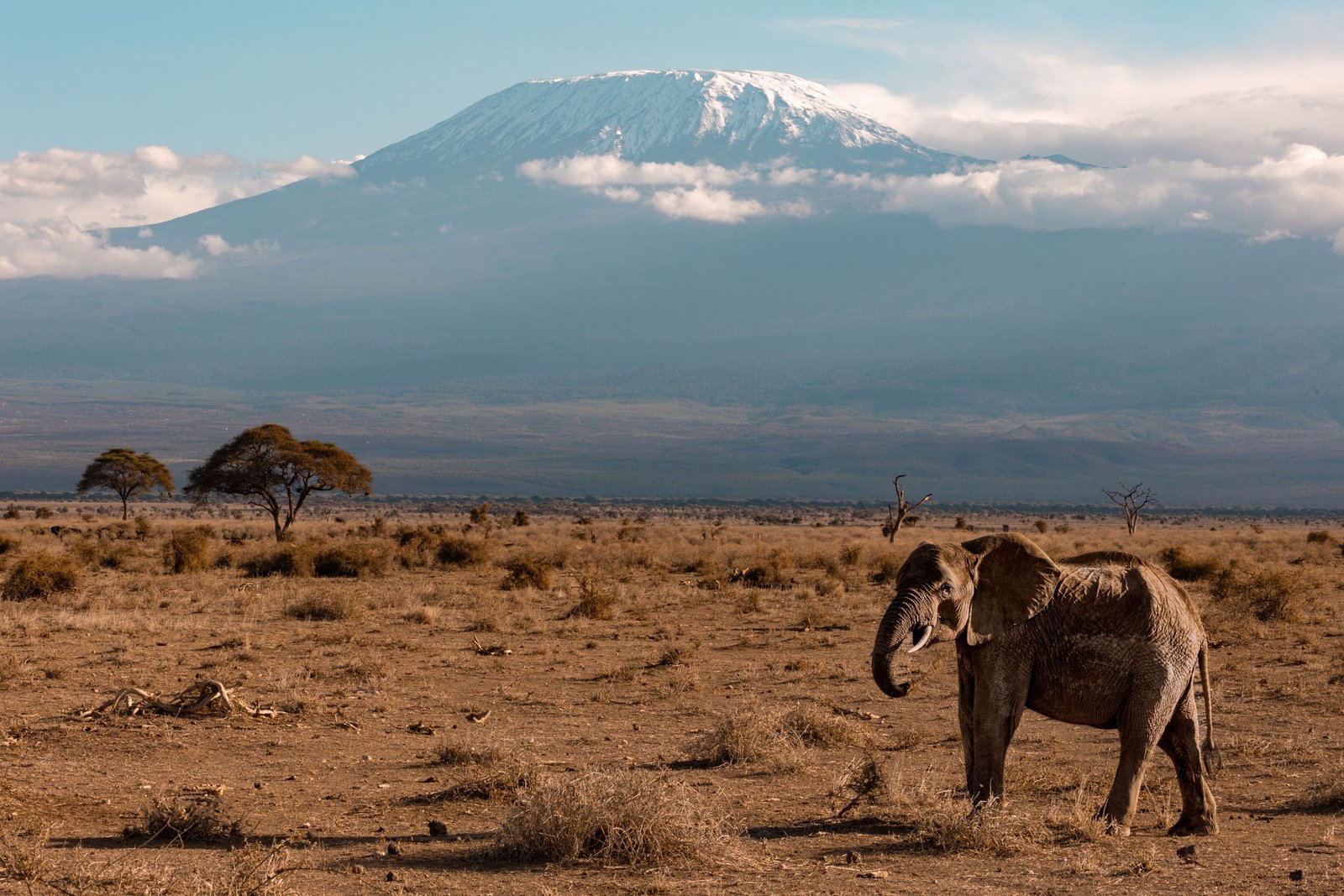 Olifant voor de Kilimanjaro in Amboseli