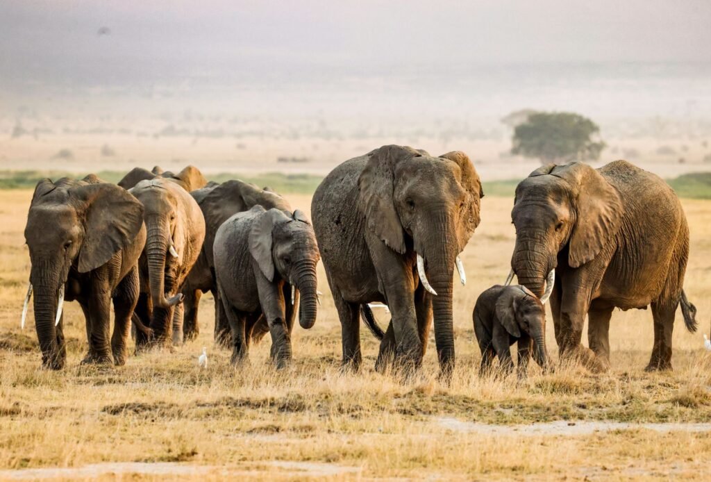 Olifantenfamilie in Amboseli