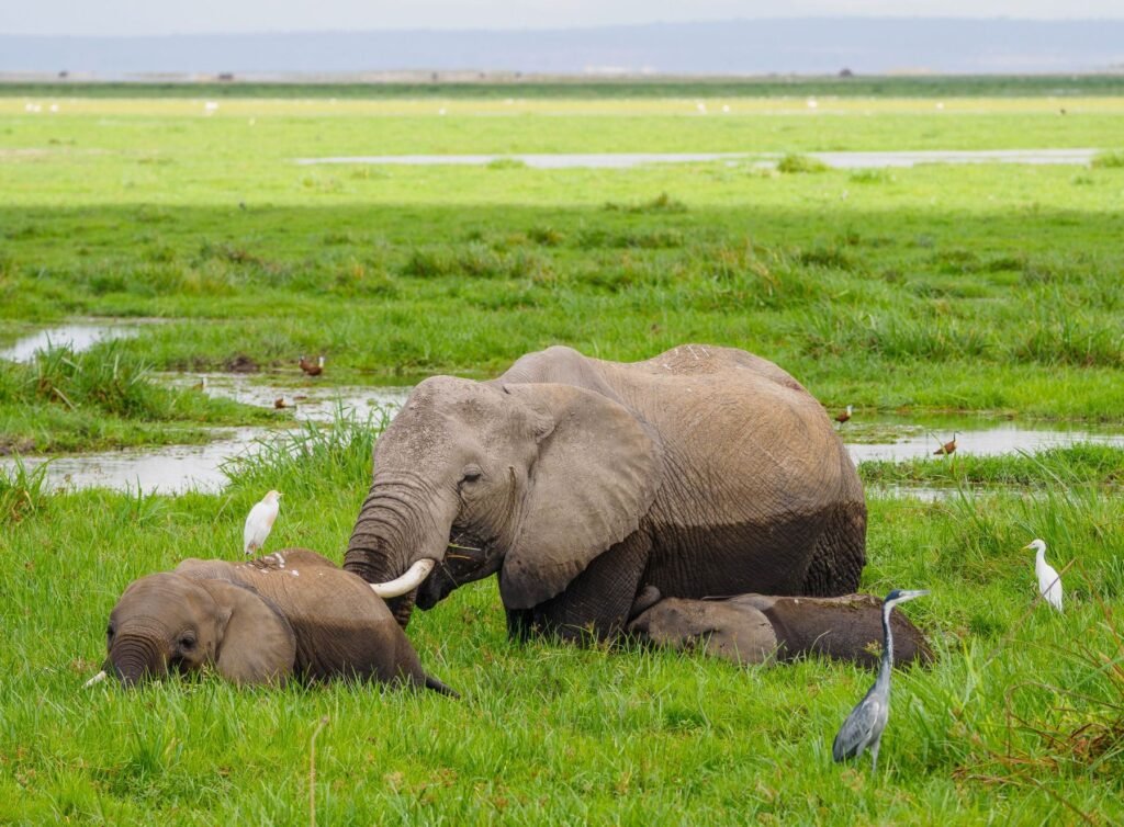 Olifanten in het moeras van Amboseli