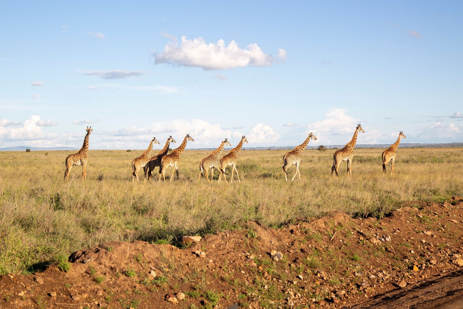 Giraffen op de savanne in Nairobi National Park