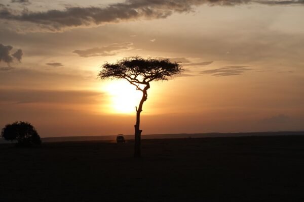 Acacia bij zonsondergang op de Keniaanse savanne