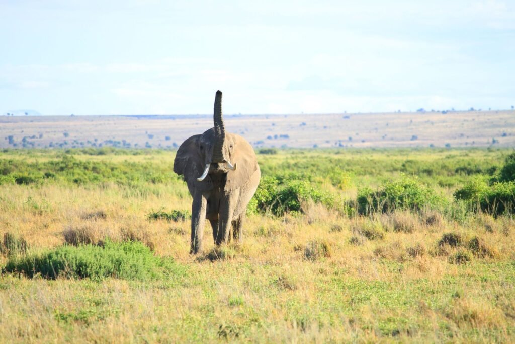 Olifant op de savanne in Kenia