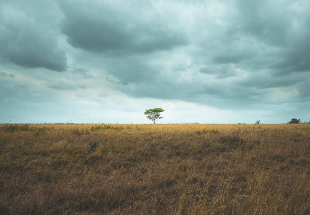 Grassavanne onder een wolkenlucht