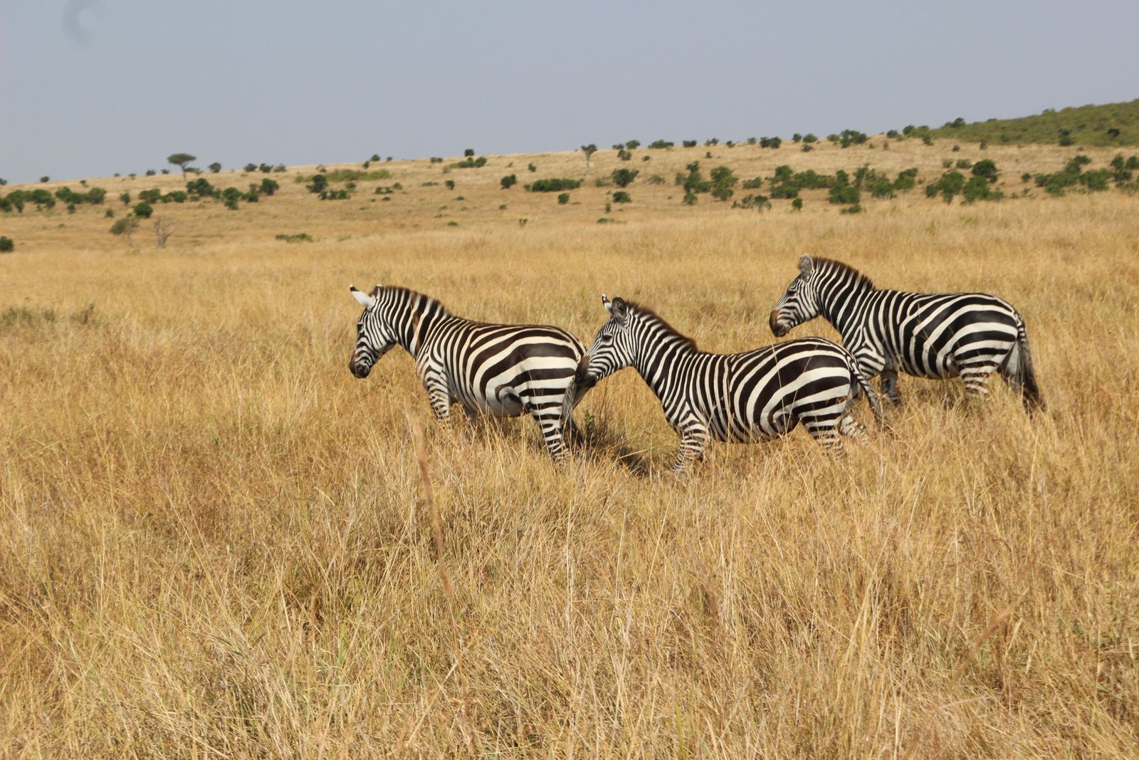 Zebra's op de grasvlakte van de Masai Mara