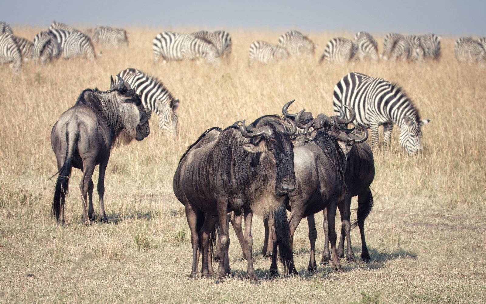Gnoes en zebra's in de Masai Mara