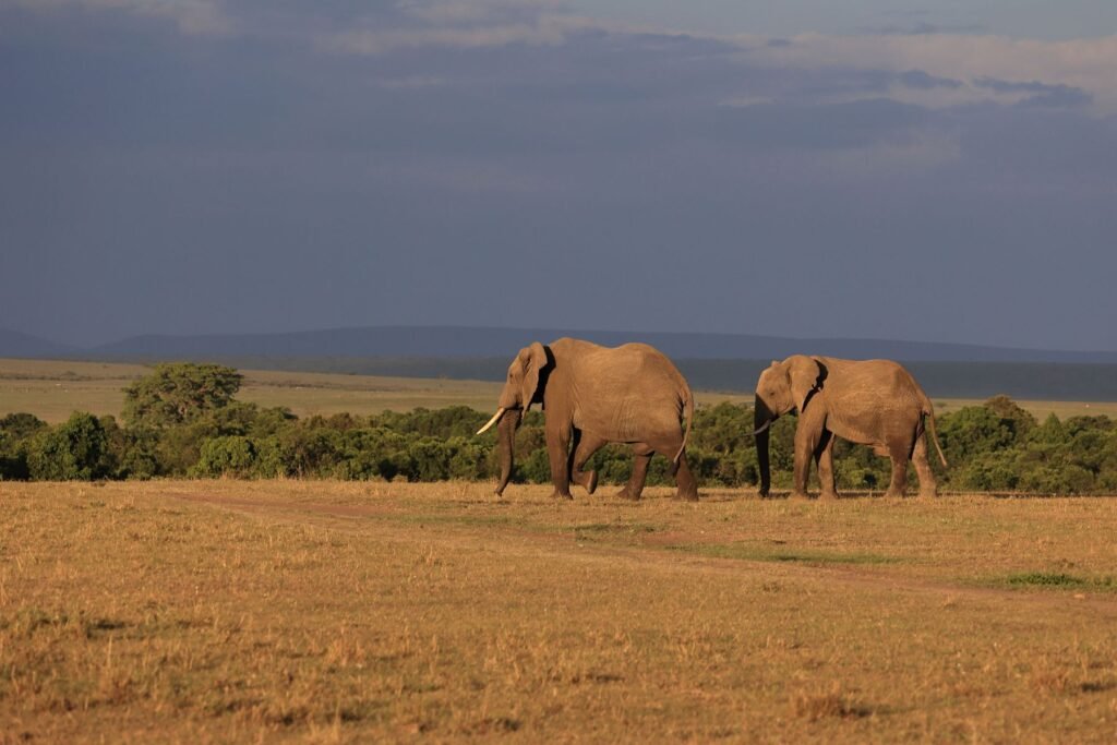 Olifanten op de savanne bij Narok