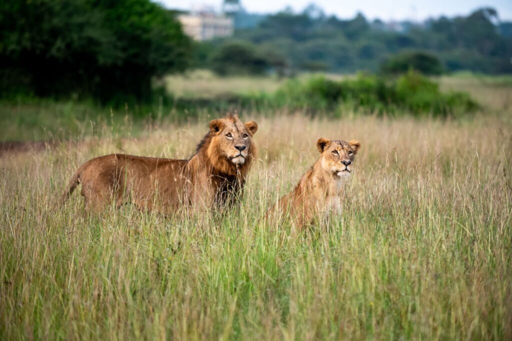 Leeuwen in Nairobi National Park