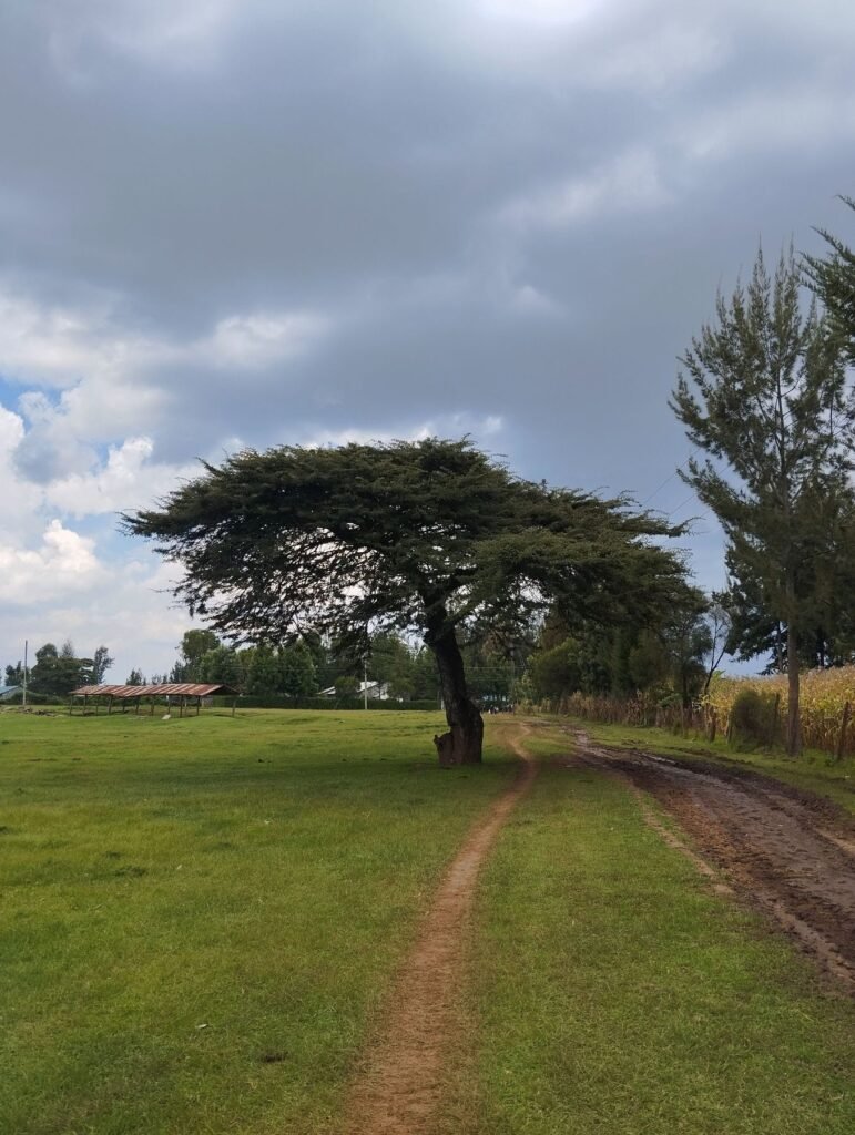 Pad onder een acacia
