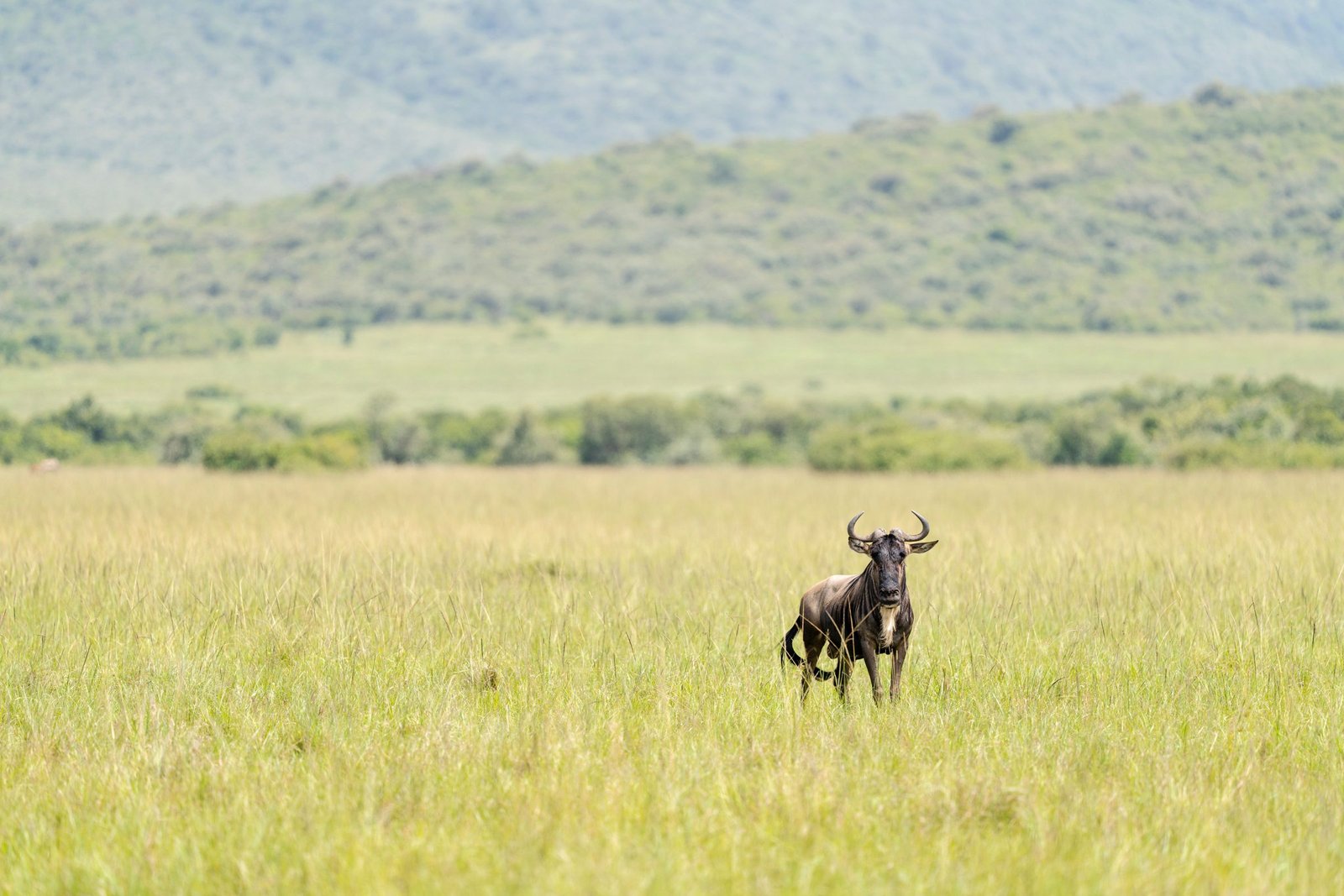 Groene savanne bij Narok in het regenseizoen