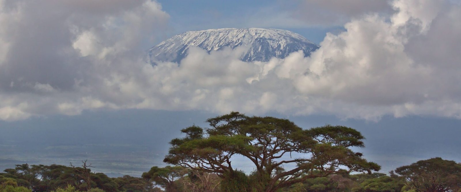 De besneeuwde Kilimanjaro boven acacia's in het zuiden van Kenia