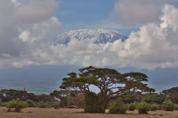 De besneeuwde Kilimanjaro boven acacia's in het zuiden van Kenia