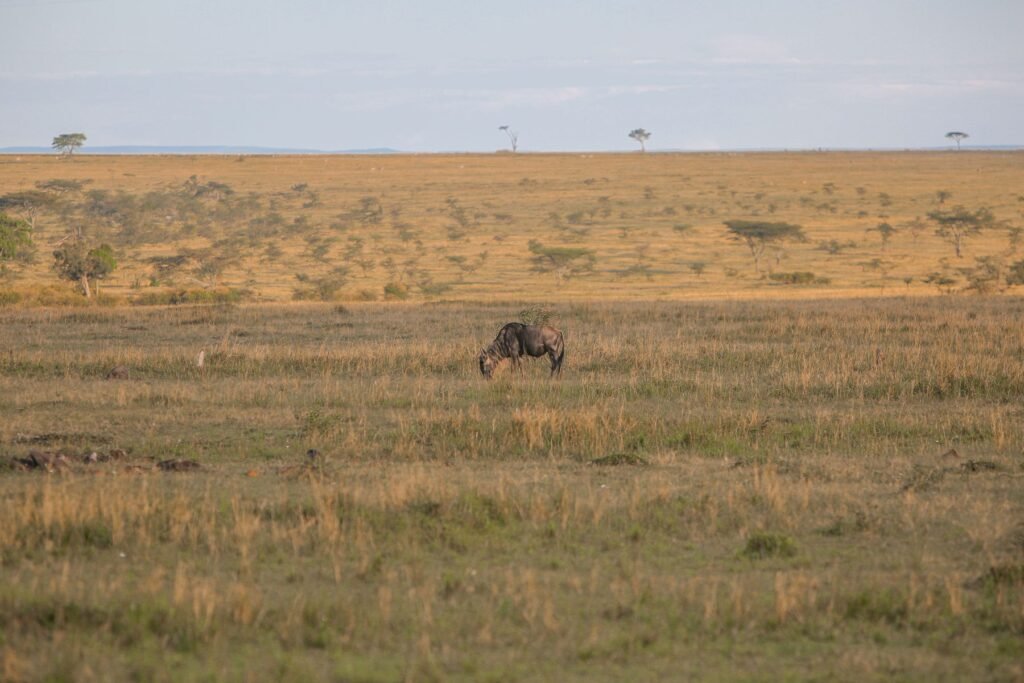 Wildebeest op de uitgestrekte savanne van Kenia
