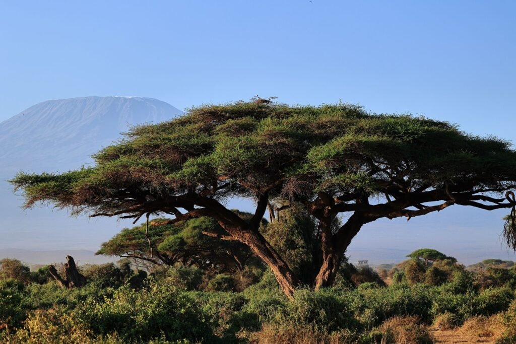 Acacia met de Kilimanjaro op de achtergrond