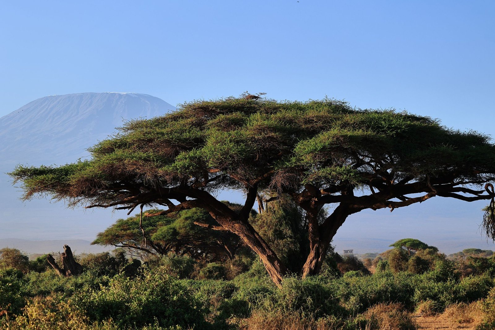 Acacia met de Kilimanjaro op de achtergrond