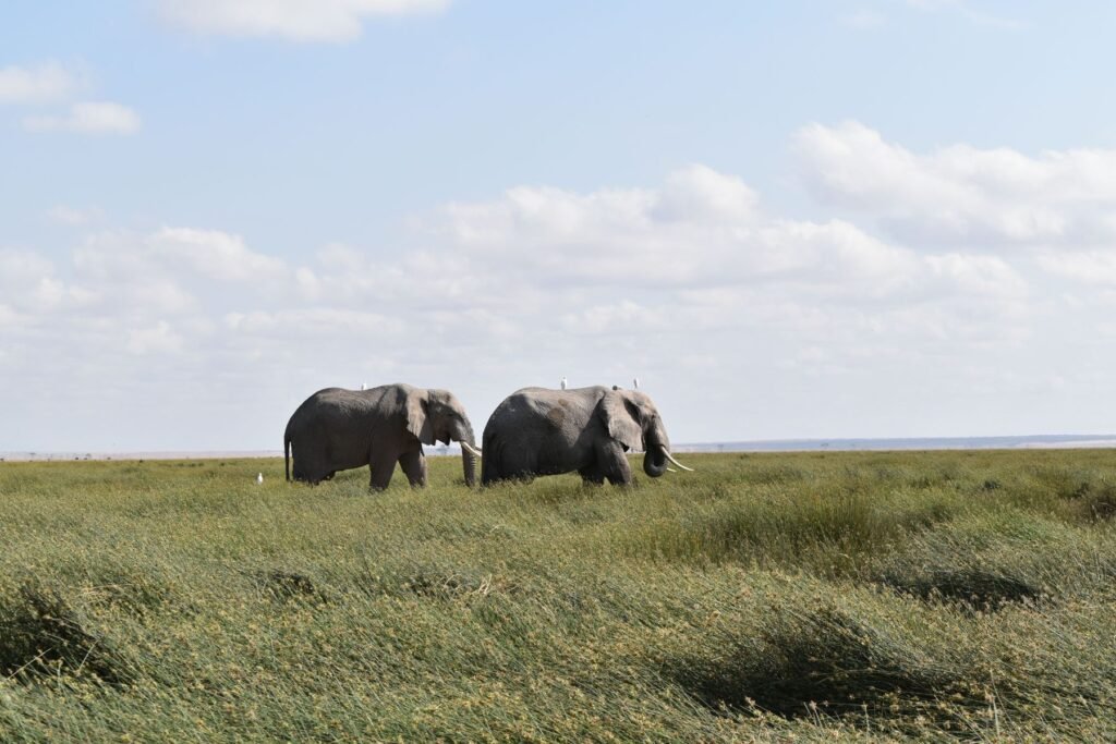 Olifanten op de vlakte van Amboseli
